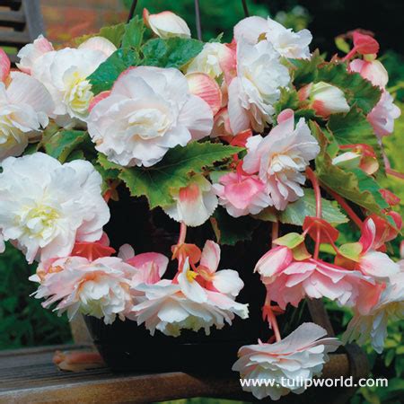 angelique fragrant begonia